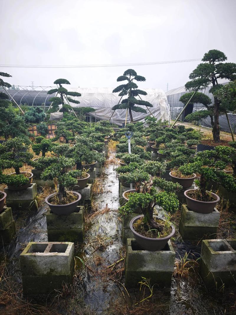 工程苗木：打造城市绿肺的幕后英雄