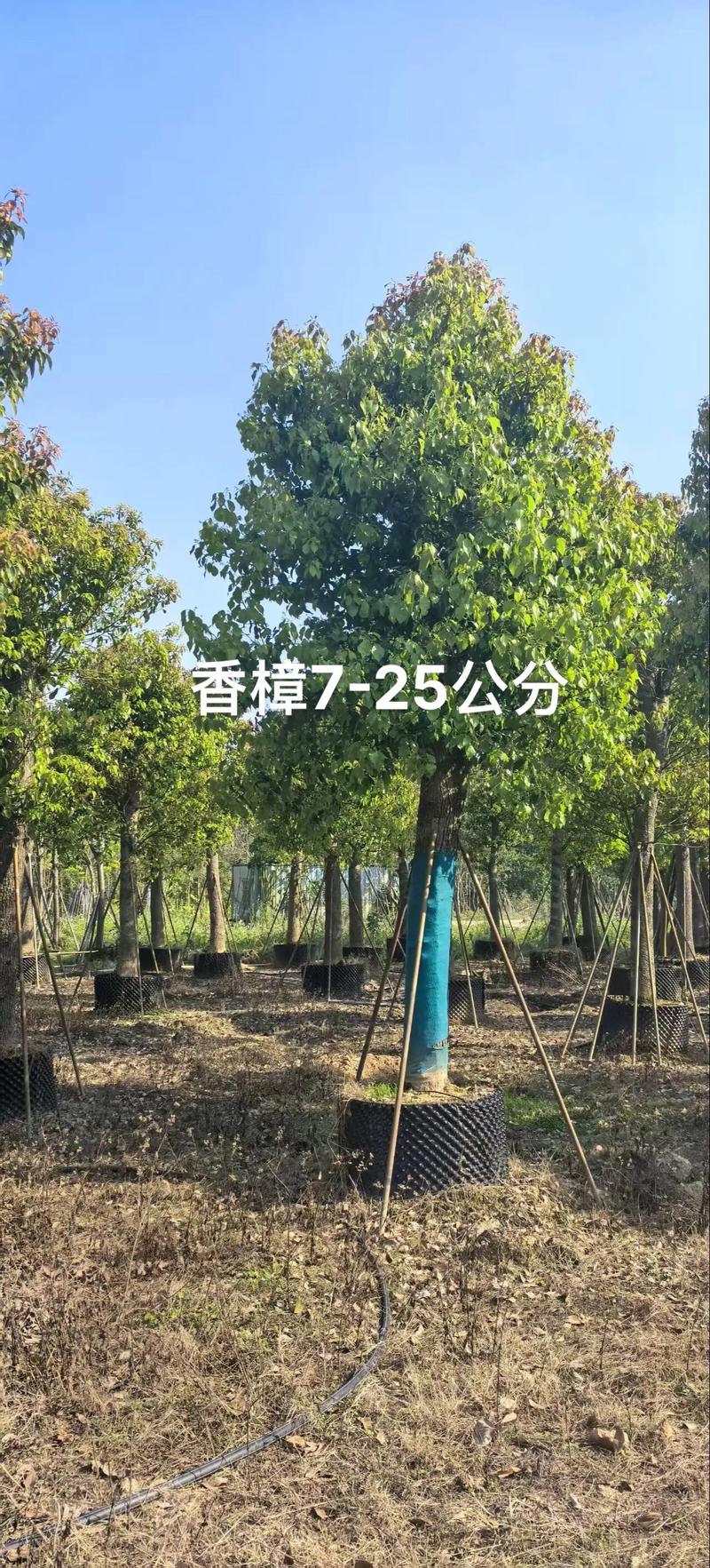 花木基地：新时代园林绿色的见证者