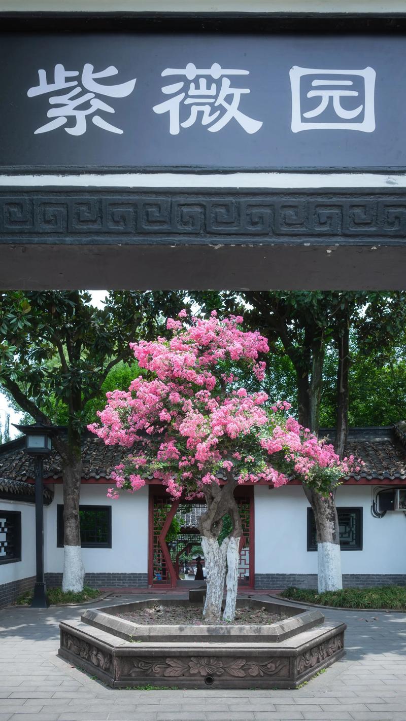 绿化苗木在城市绿化的成功案例分析