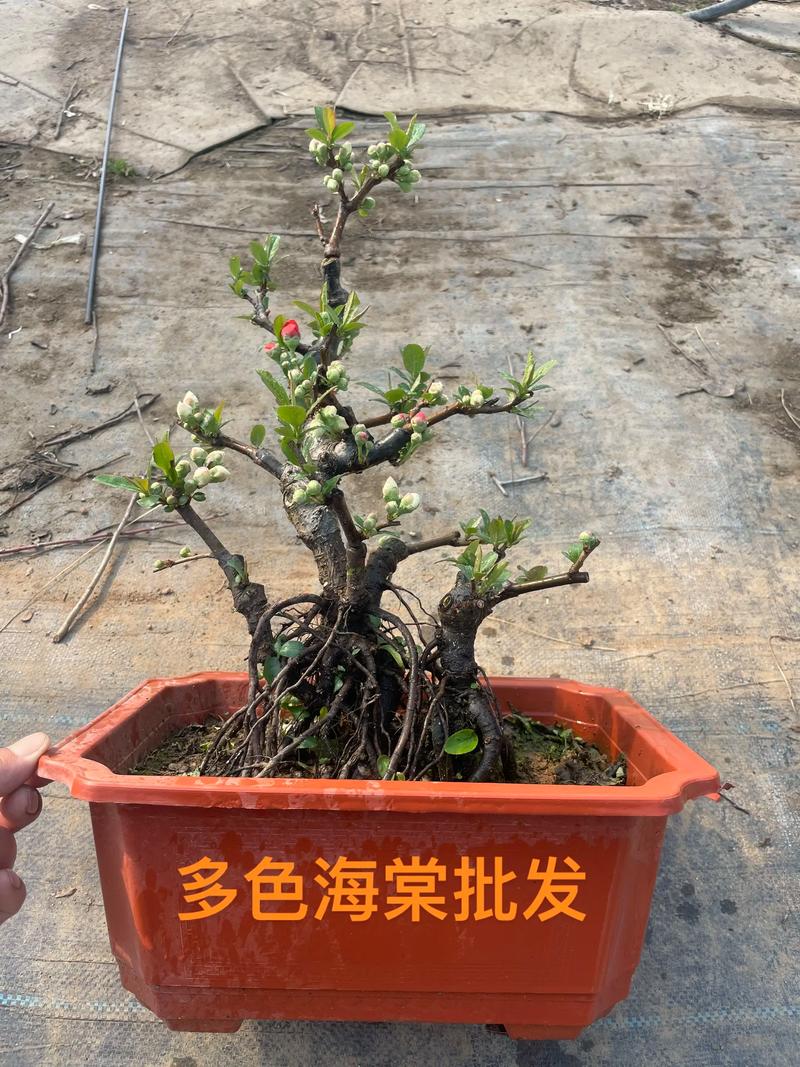 盆景批发