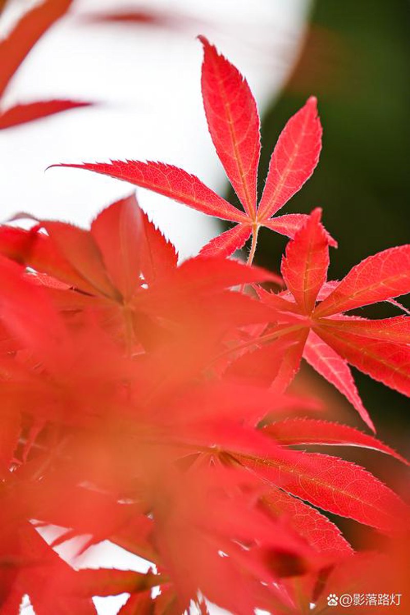 避开误区，精准定位花木基地